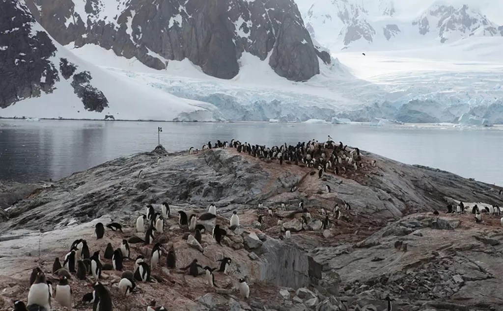 A penguin colony take with a camera trap 