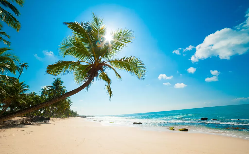 Gorgeous beach with palm tree