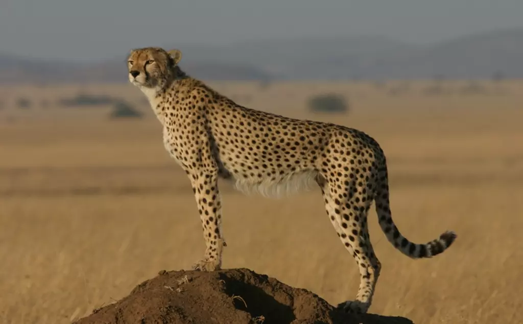 Northwest African Cheetah standing on mound with savannah in background