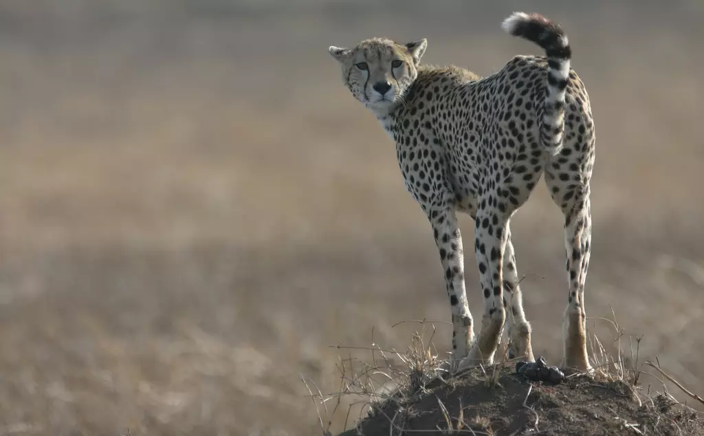 Cheetah standing on a rock in the Serangeti in Tanzania