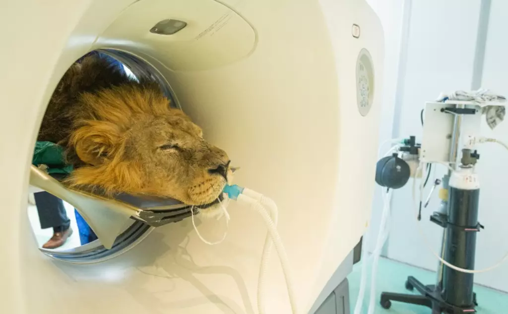 Asiatic lion Bhanu  has CAT scan at ZSL London Zoo 