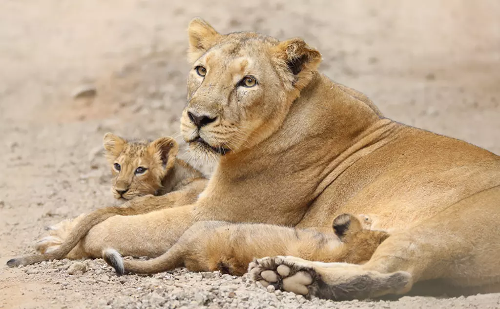 Asiatic lion with two cubs