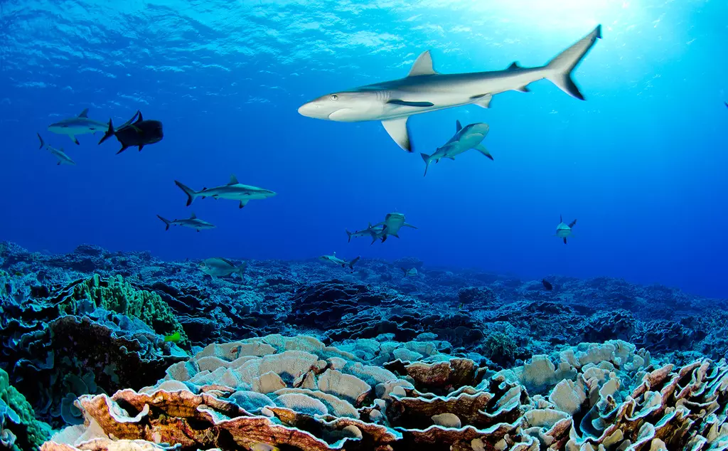 Ducie sharks swimming in the ocean above coral
