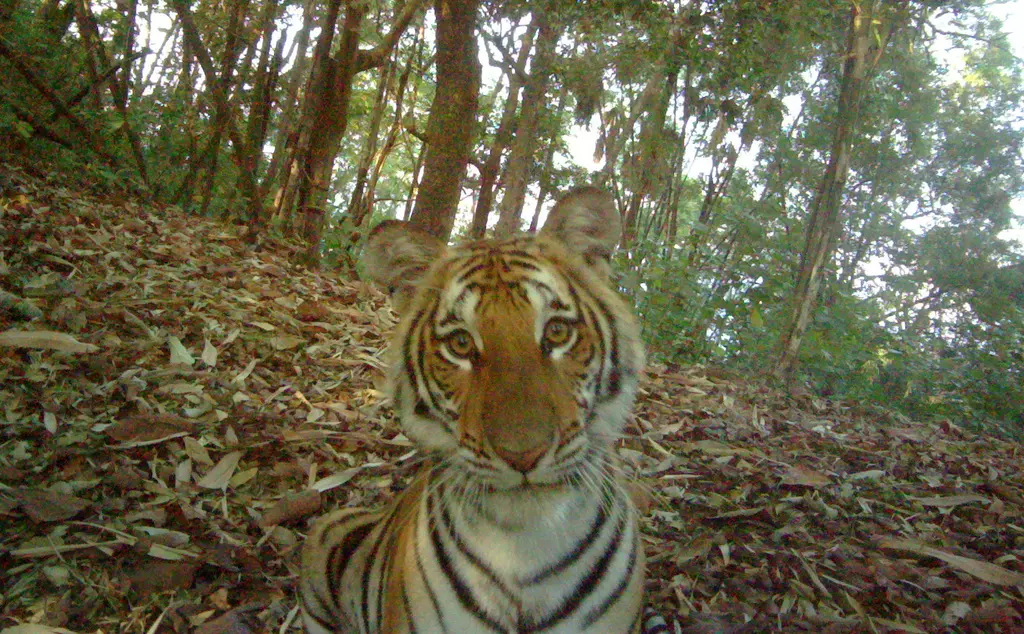 A tiger in a forest looks directly at the camera