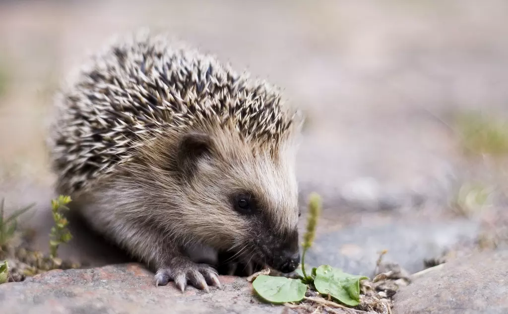 hedgehog_looking_at_leaves
