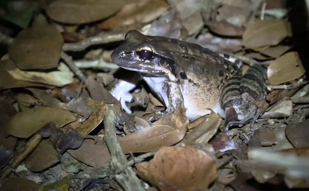 Mountain chicken frog in pile of leaves