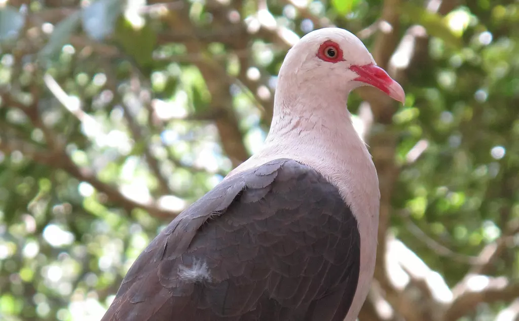 Pink pigeon in Mauritius 