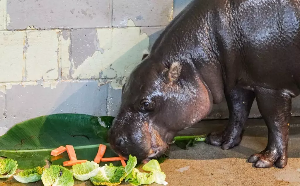 A pygmy hippo at Whipsnade Zoo fresh eating vegetables on the ground