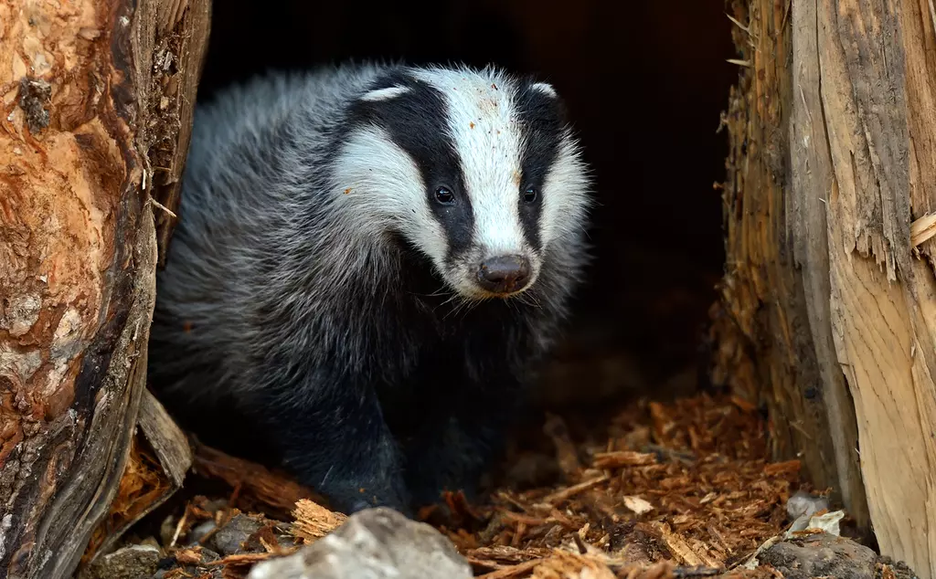 Badger peeking out of opening in tree