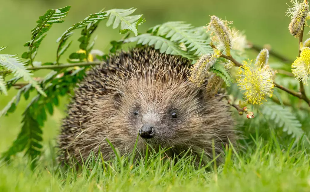 hedgehog-in-grass-under-leaves