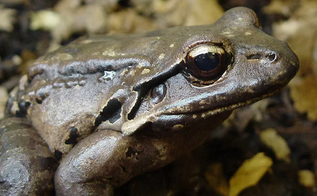 Mountain chicken frog close up
