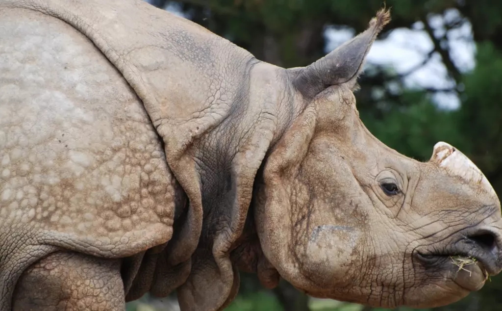Greater one horned rhino side profile