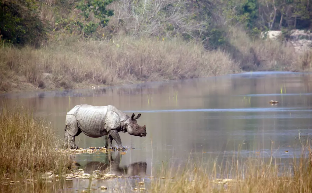 Greater one horned rhino in lake in Nepal