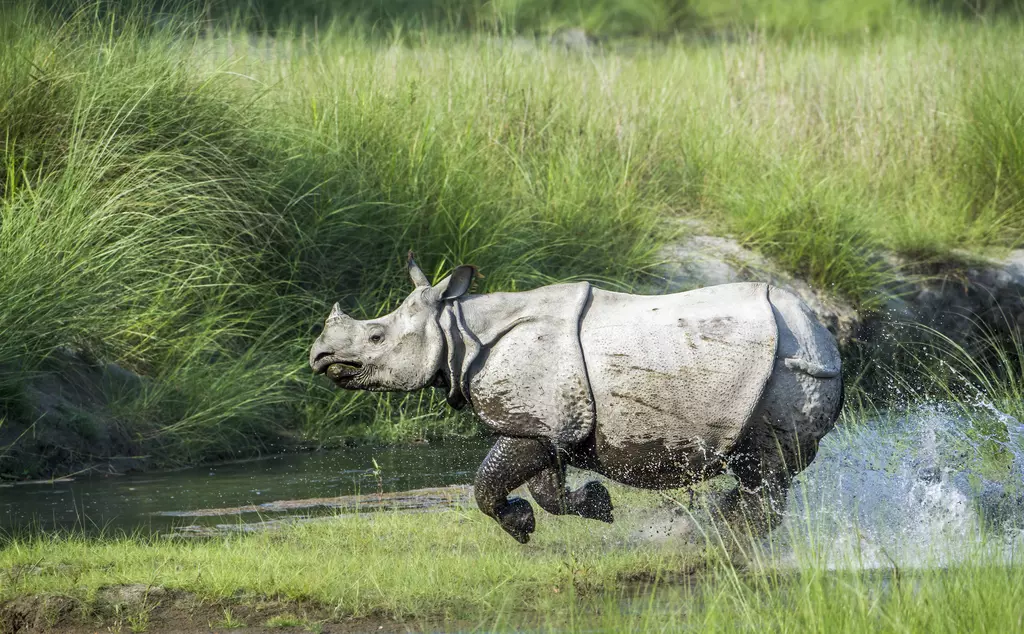 Greater one-horned rhino running through a marsh in Nepal