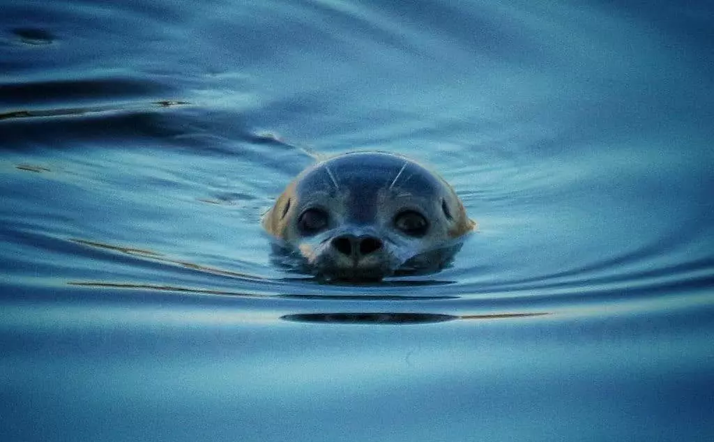 seal head appearing from under water