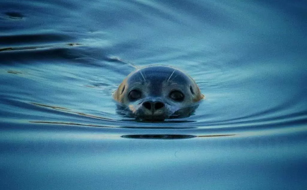 seal head appearing from under water