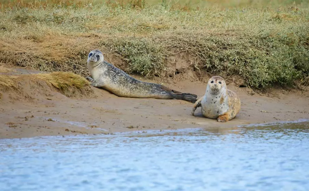 Two seals beside river bank
