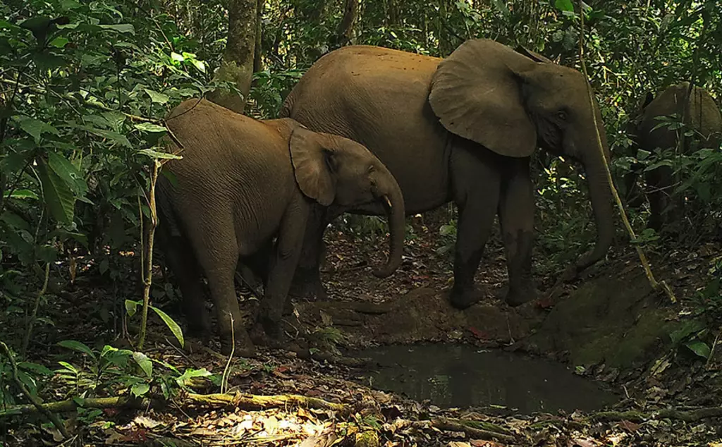 A camera trap image of two elephants in a forest