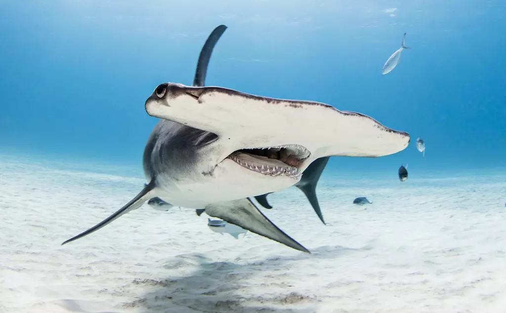 A great hammerhead shark swimming in the ocean with fish