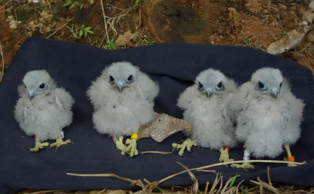 Four Mauritius kestrel chicks after being tagged as part of ZSL conservation