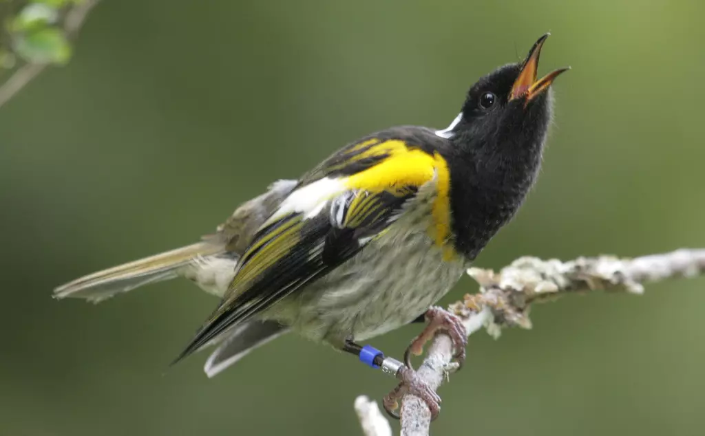Male hihi singing