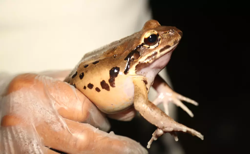 A mountain chicken frog being held during science survey in Dominica