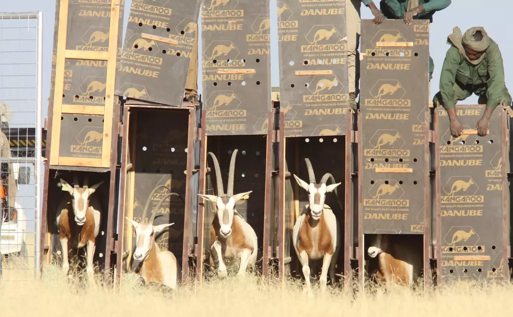 A group of Scimitar-horned oryx are returned to homelands on the edge of Sahara desert 