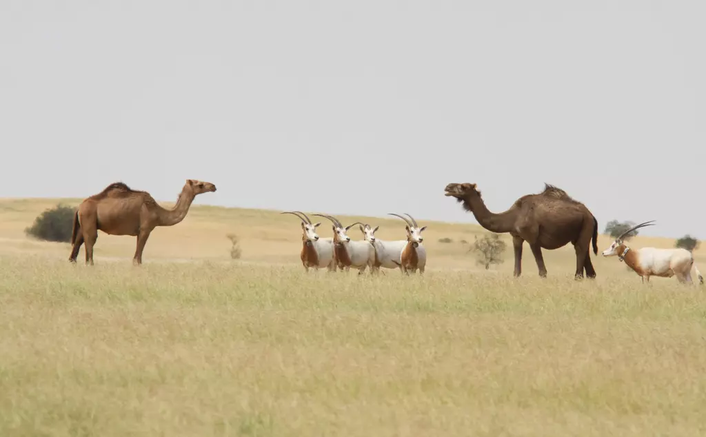 Scimitar-horned oryx with camels in the wild