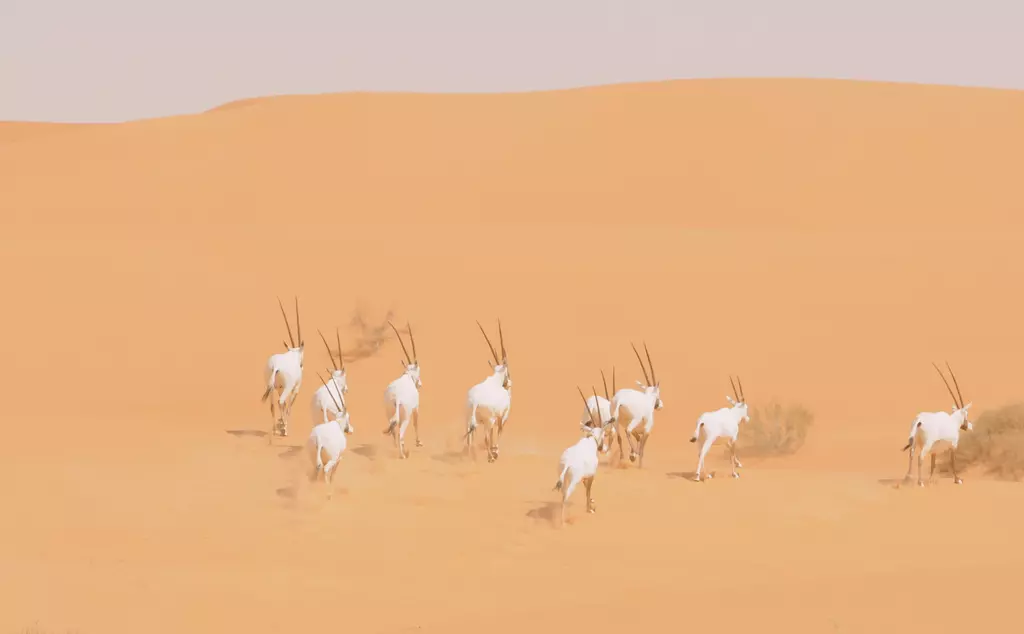 Wild Oryx Running
