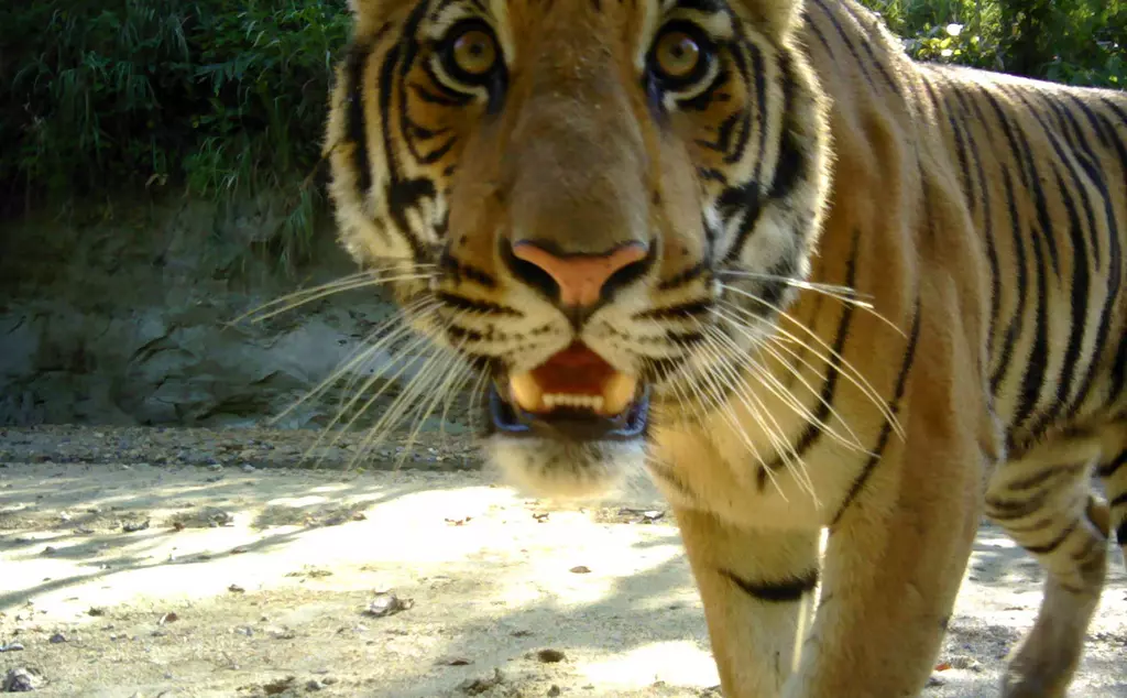 Bengal tiger camera trap close-up face