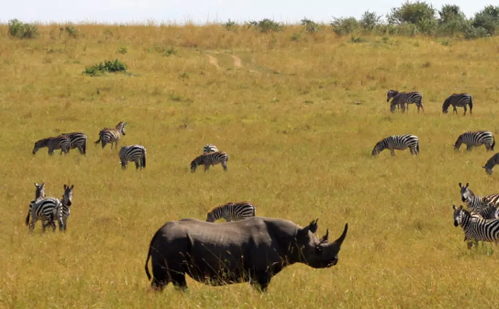 Black rhino among zebras in Kenya