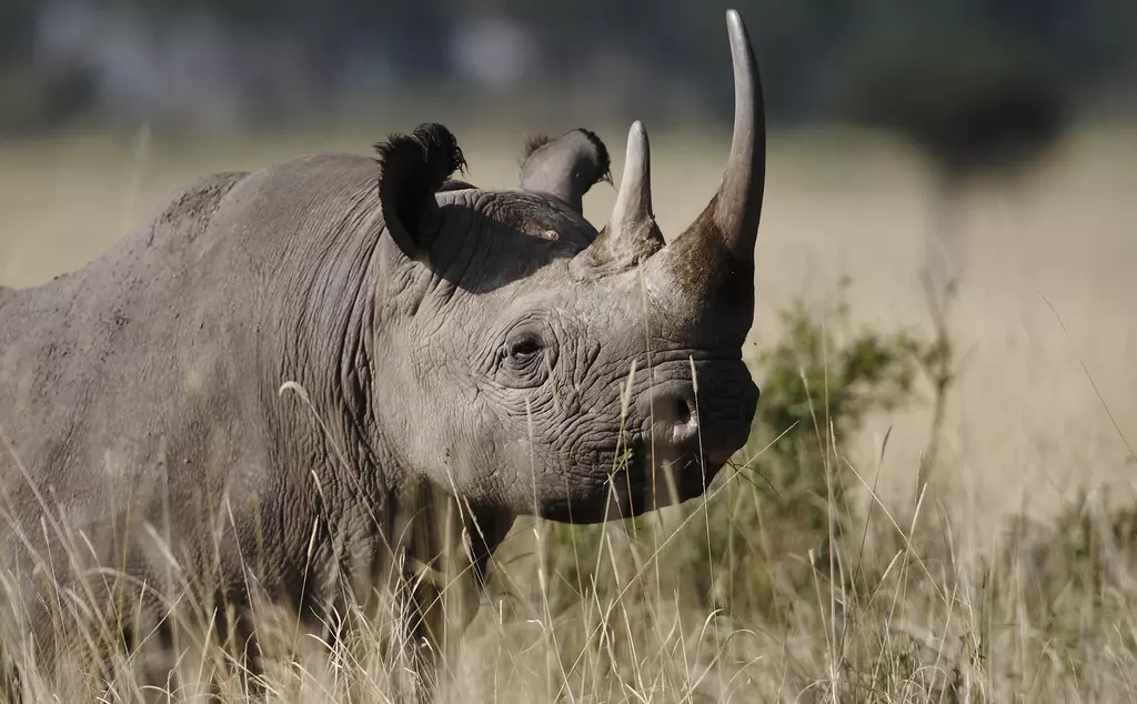 A black rhino in a grassy area