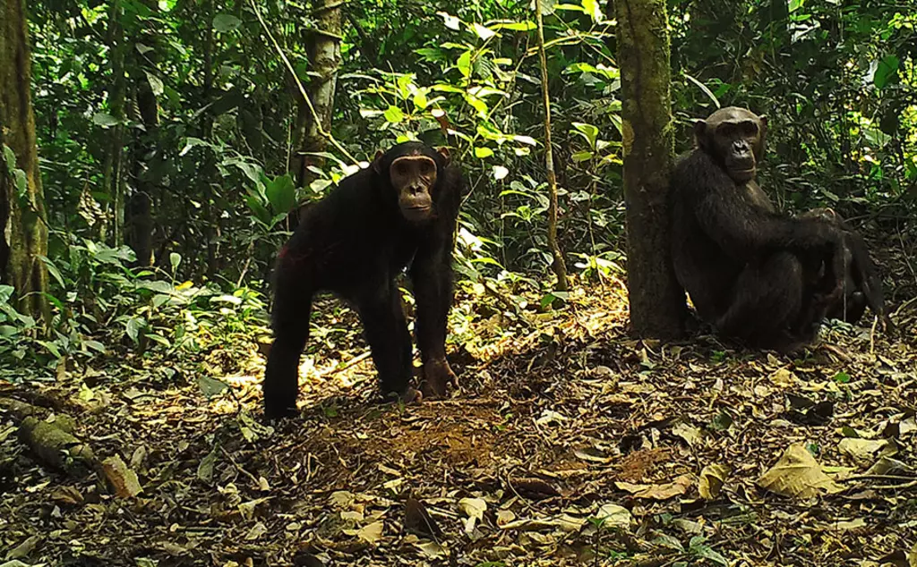 A camera trap image of two chimpanzees in a forest
