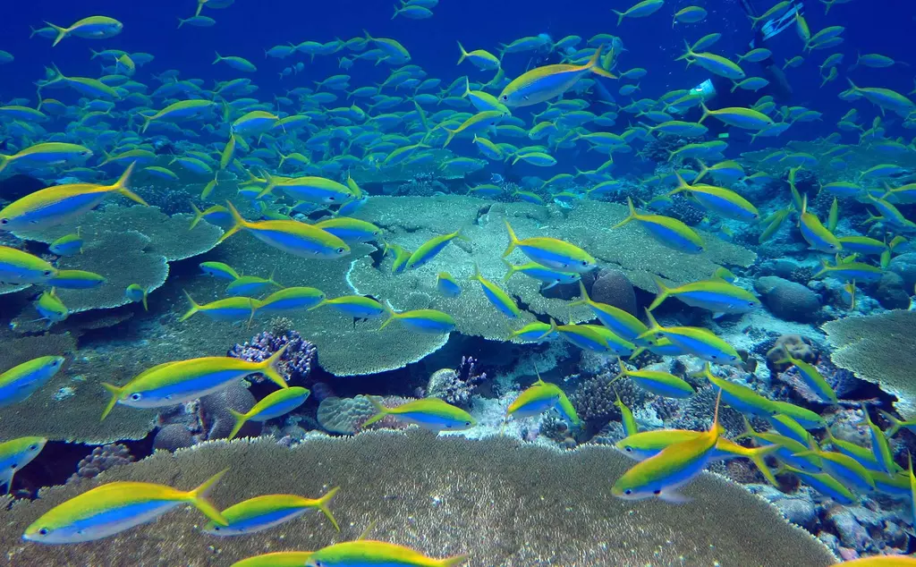 coral reef and fish