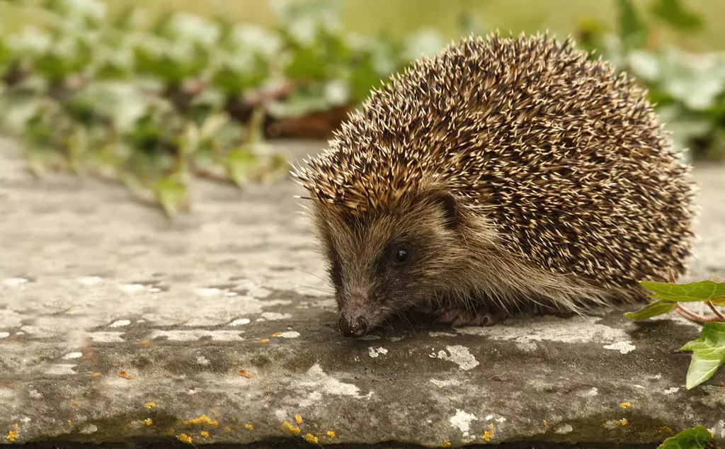 A hedgehog stops to sniff its surroundings