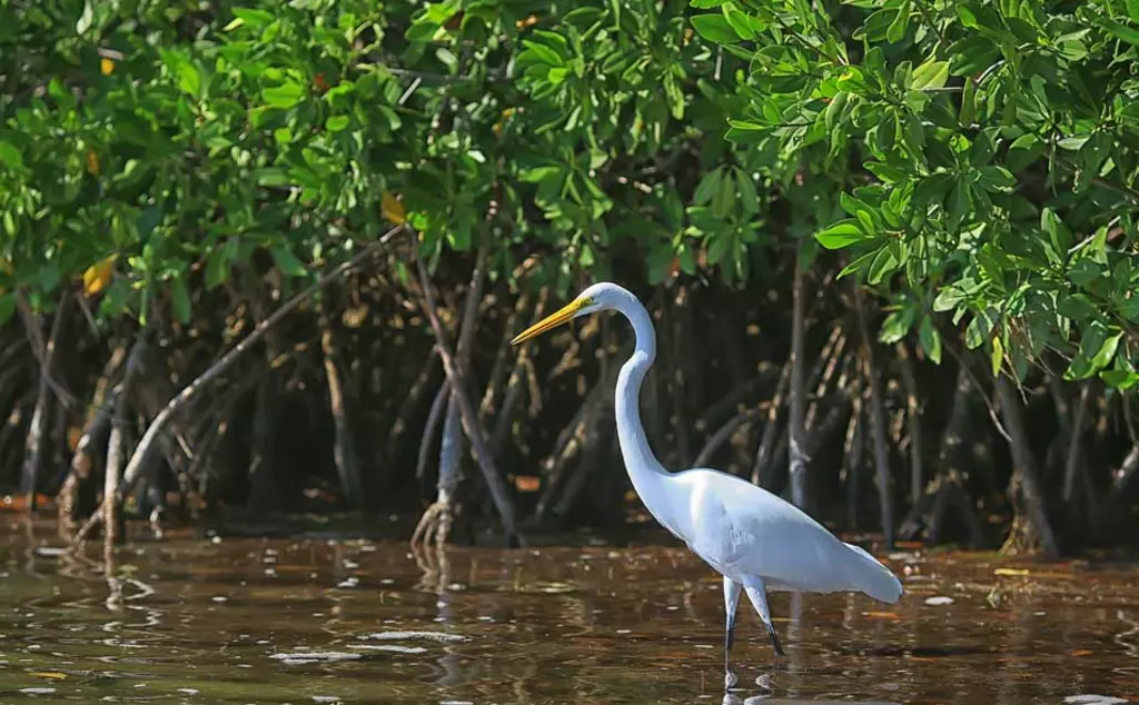 White bird bird in mangrove forest