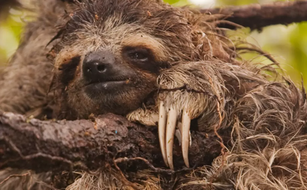 pygmy sloth banner