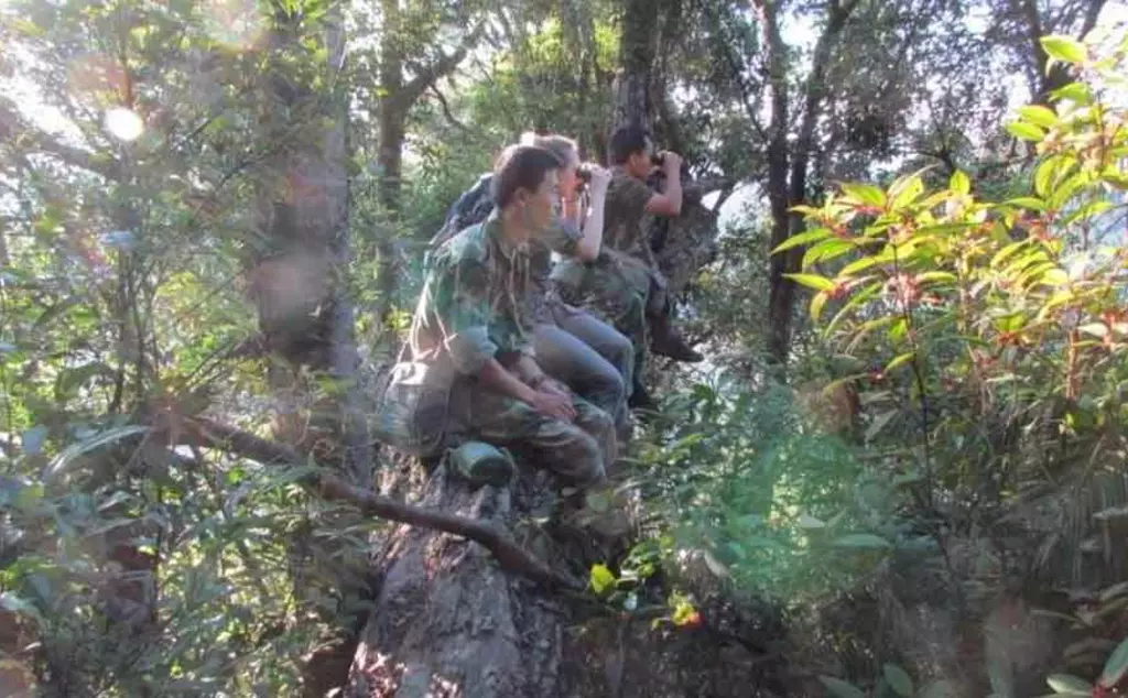 Searching for the Hainan gibbons, conservationists sit in tree with binoculars 