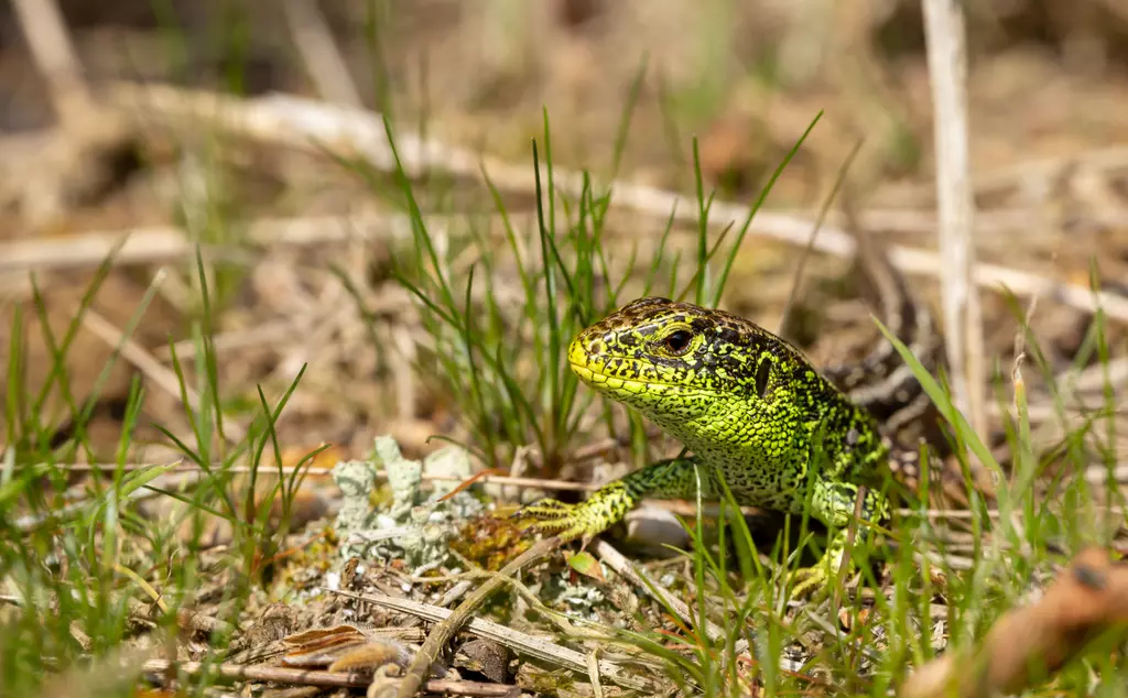 sand lizard in grass