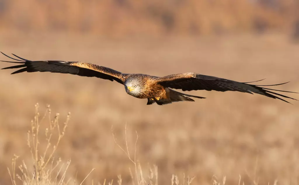 Red kite flying low over farmland