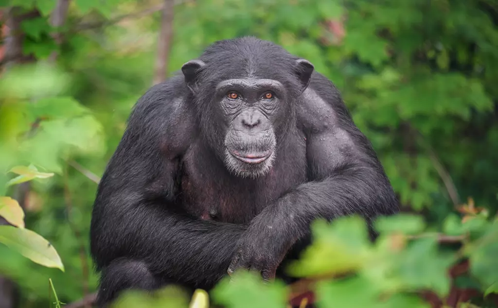 Chimpanzee looking at camera 