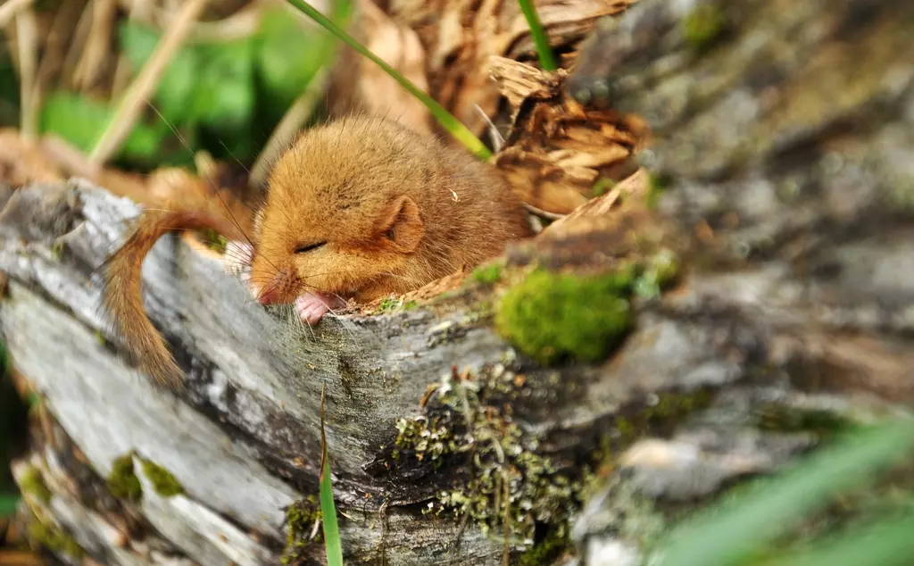 HAzel dormouse sleeping in British woodland
