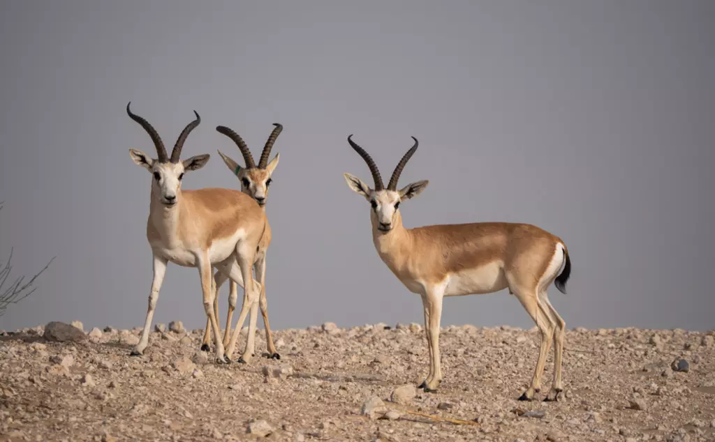 Three Arabian gazelle