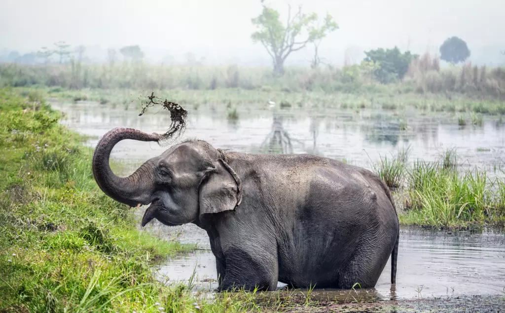 Asian elephant mud bath Nepal