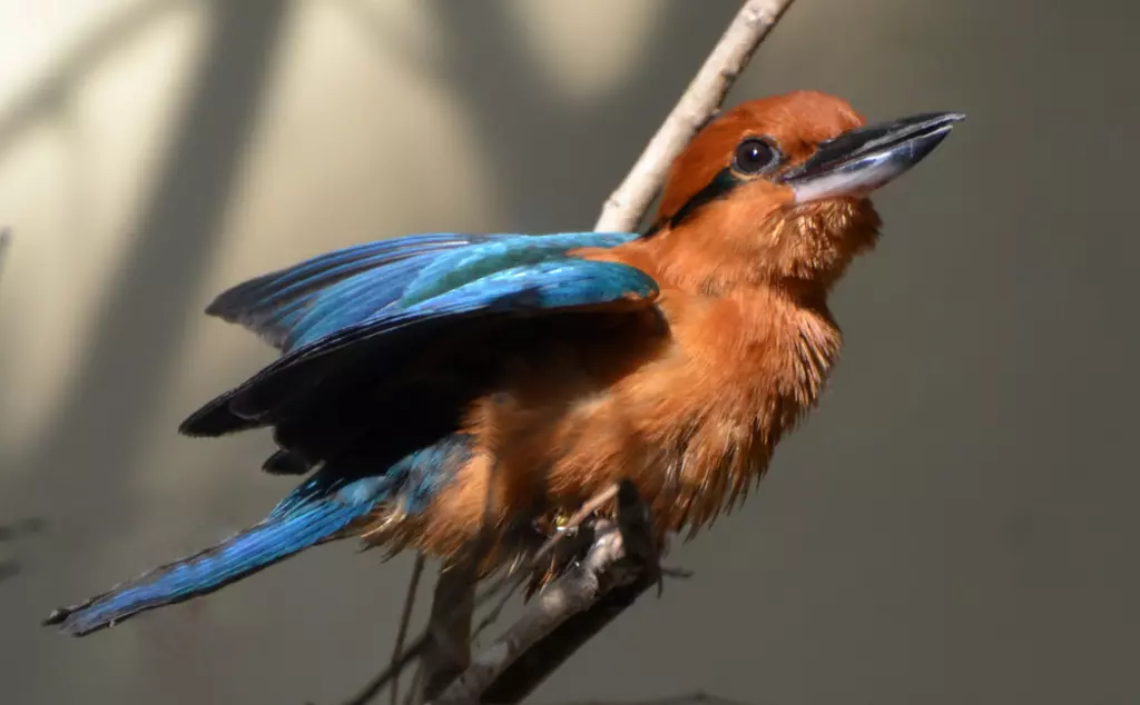 Guam kingfisher (Sihek) sitting on branch 