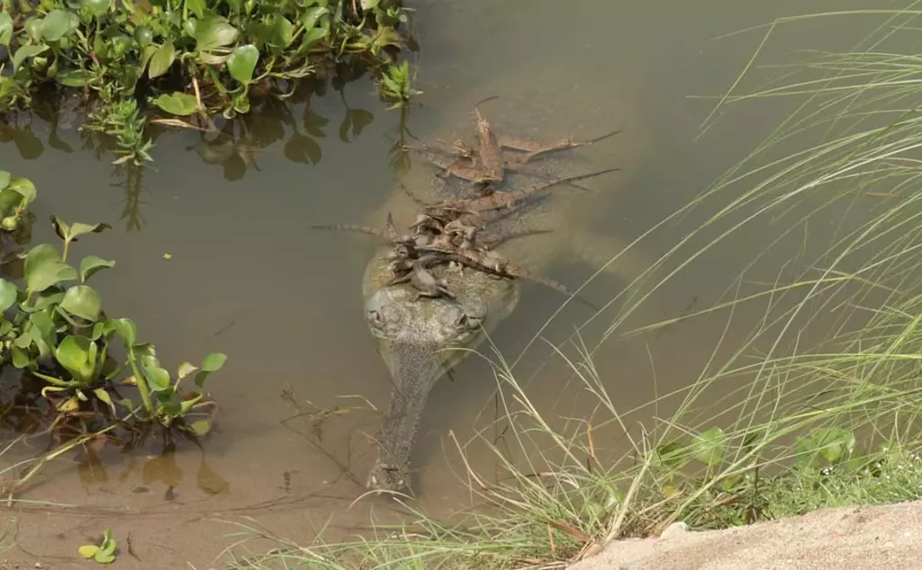 Gharial hatchlings hitching a ride