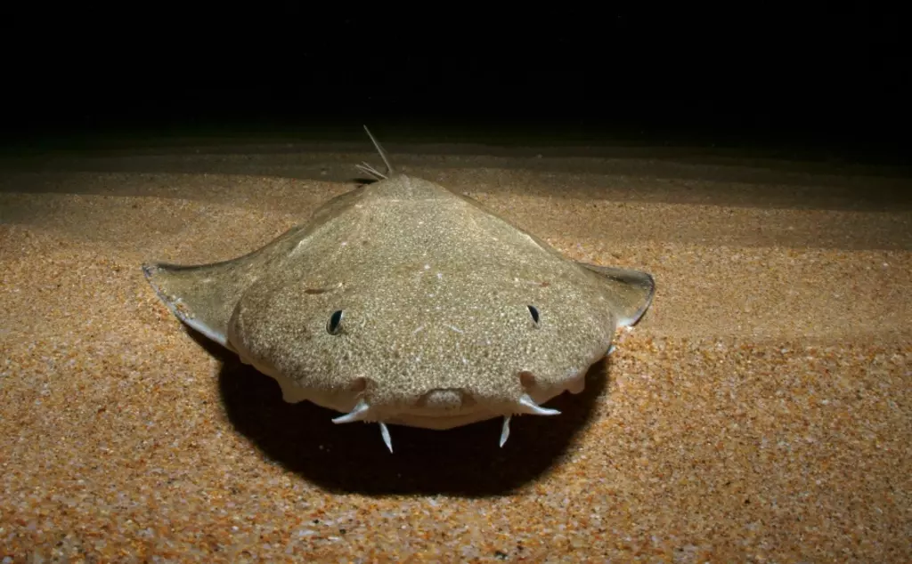young angel shark