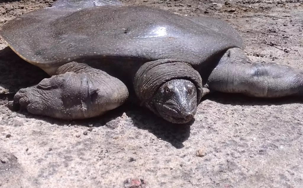 An African soft-shelled turtle