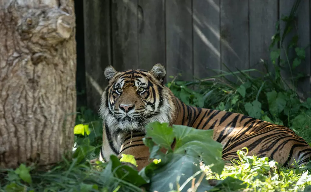Sumatran tiger Asim sitting in his Tiger Territory home at London Zoo