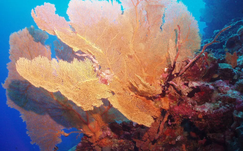 sea sponge in indian ocean